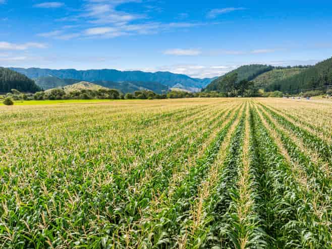  State Highway 1, Koromiko