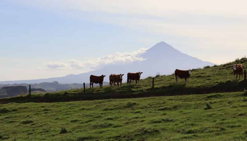102 Manu Road, Te Popo