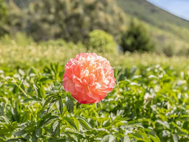 42D Gladsmuir Road, Queensberry