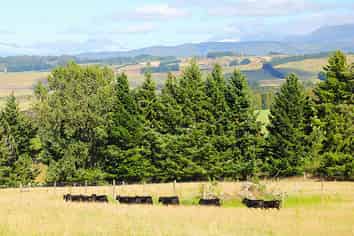 88 Ridgedale Road, Te Anau