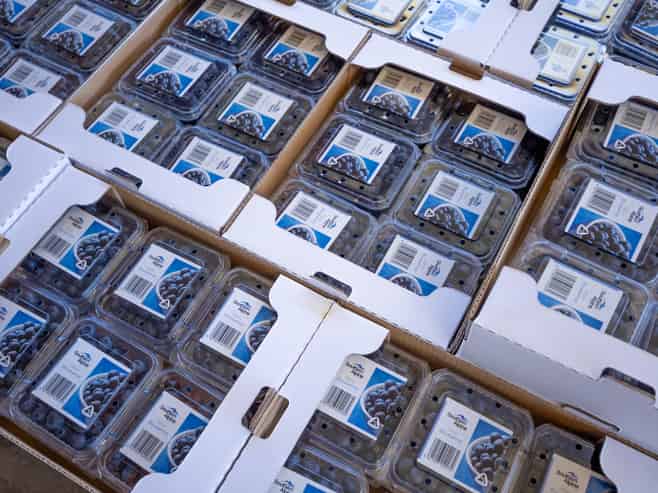 Berry Operation with Scale, Proven Performance & Future Upside