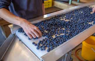 Berry Operation with Scale, Proven Performance & Future Upside