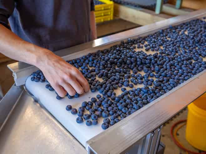 Berry Operation with Scale, Proven Performance & Future Upside
