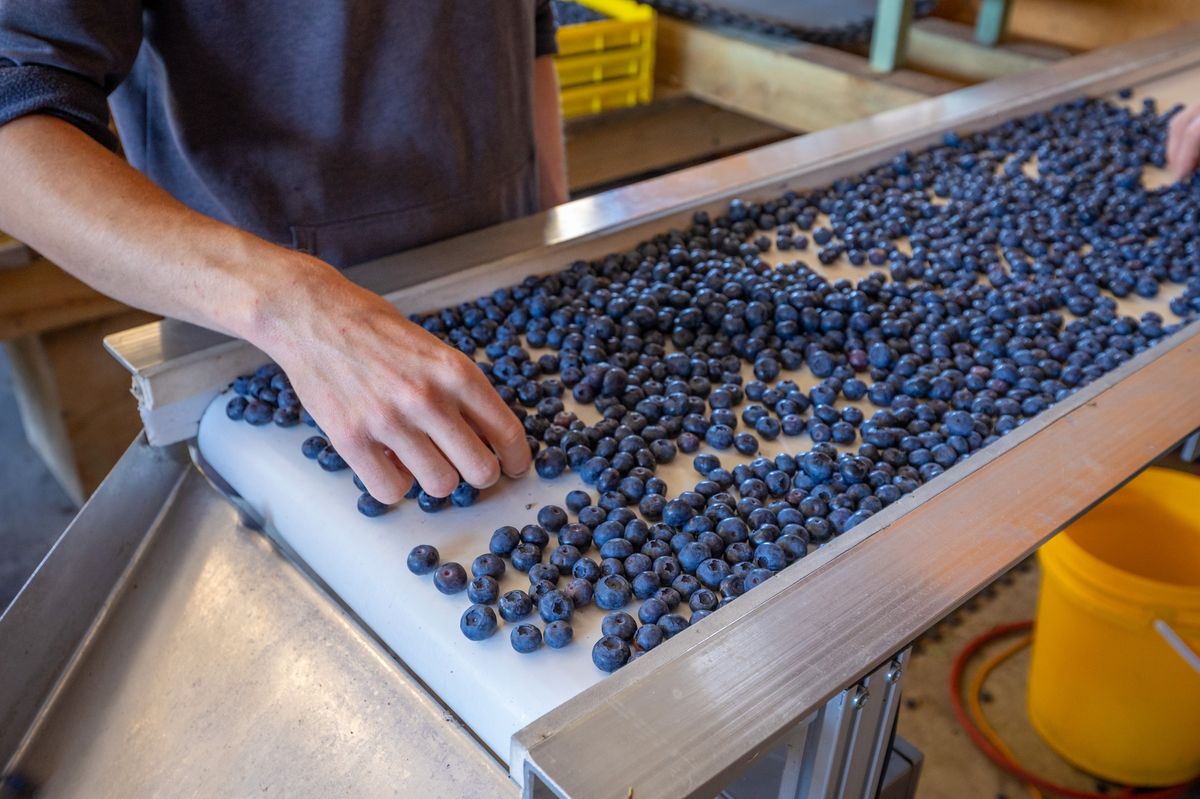 Berry Operation with Scale, Proven Performance & Future Upside - View 2