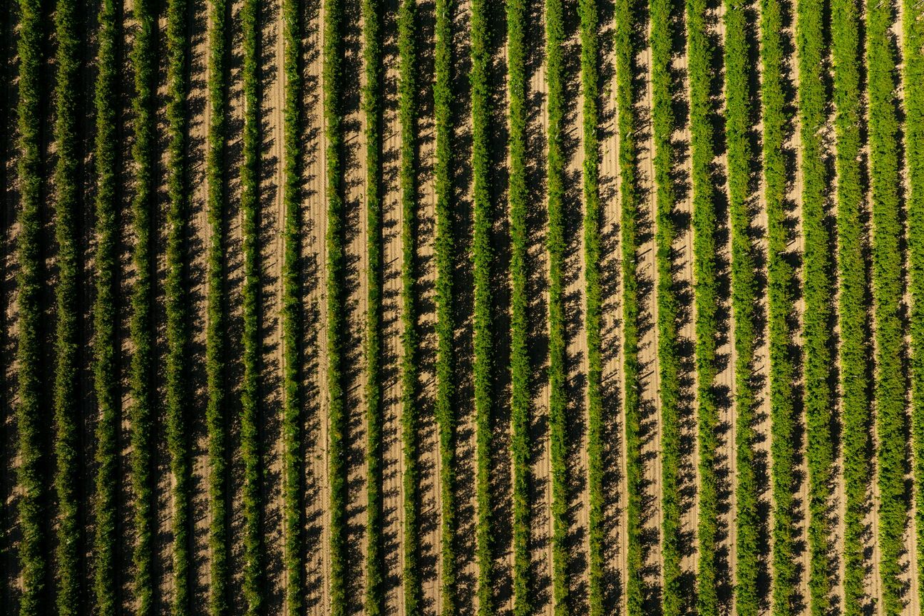 Berry Operation with Scale, Proven Performance & Future Upside - Vista 6