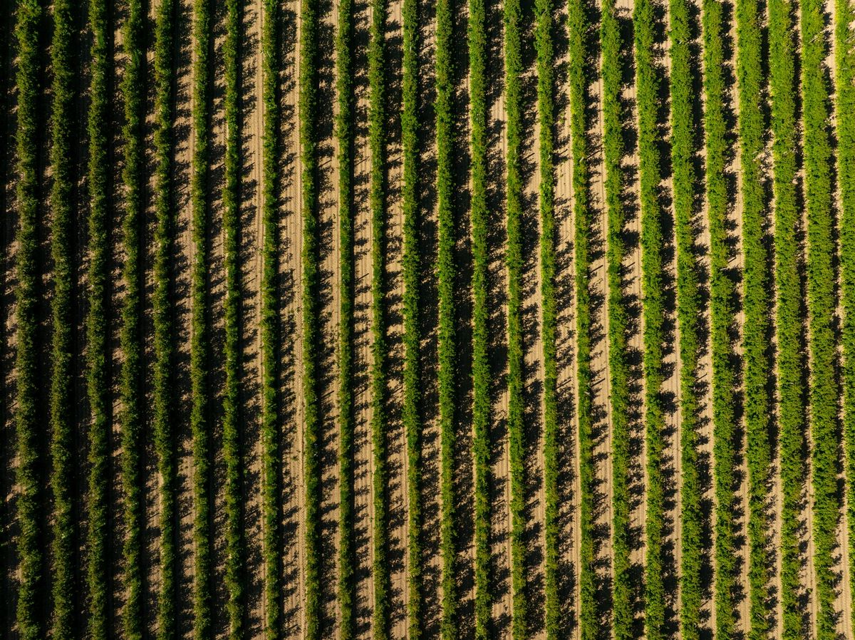 Berry Operation with Scale, Proven Performance & Future Upside - View 6