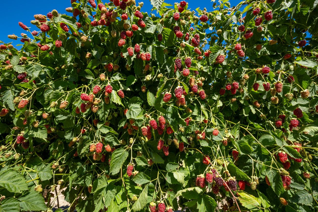 Berry Operation with Scale, Proven Performance & Future Upside - Vista 5