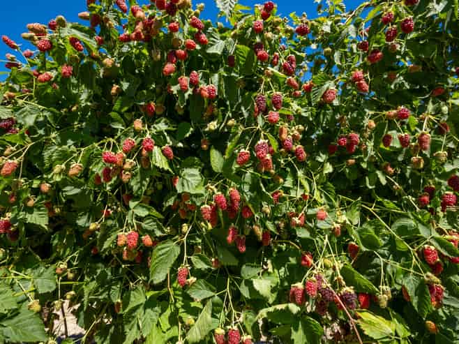 Berry Operation with Scale, Proven Performance & Future Upside