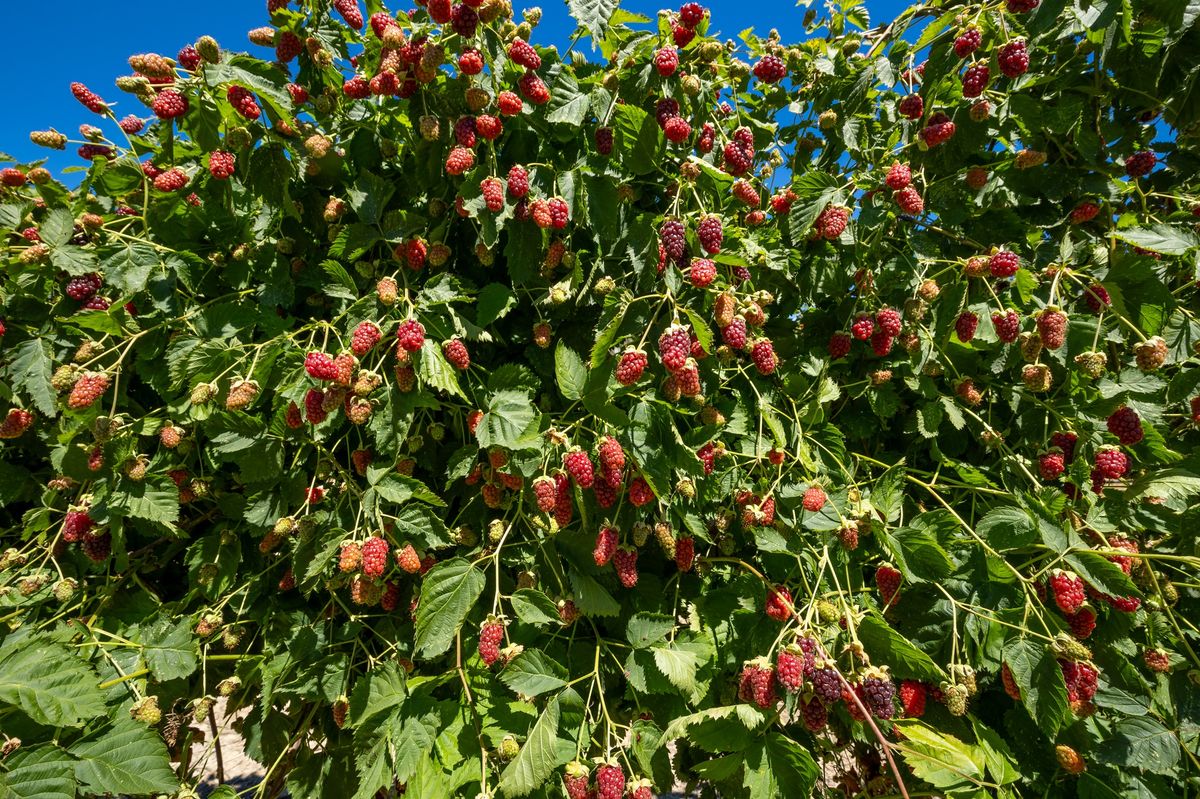 Berry Operation with Scale, Proven Performance & Future Upside - View 5