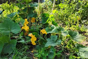 55 Williamson Avenue, Belmont