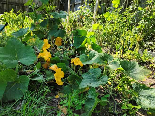 55 Williamson Avenue, Belmont