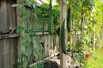 55 Williamson Avenue, Belmont