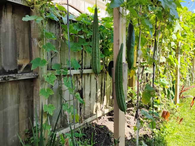 55 Williamson Avenue, Belmont