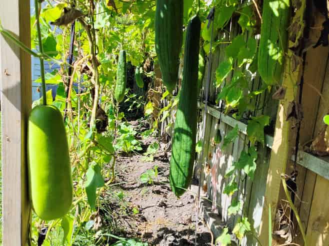 55 Williamson Avenue, Belmont