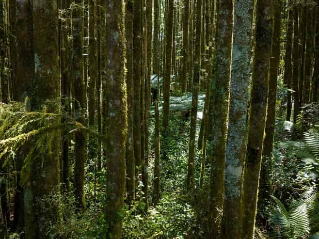  484 Mangapapa Road, Stratford