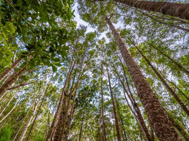 138 Mahurangi West Road, Mahurangi West