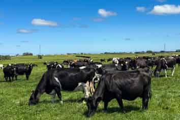 251 Rakahouka Hedgehope Road, Mabel Bush