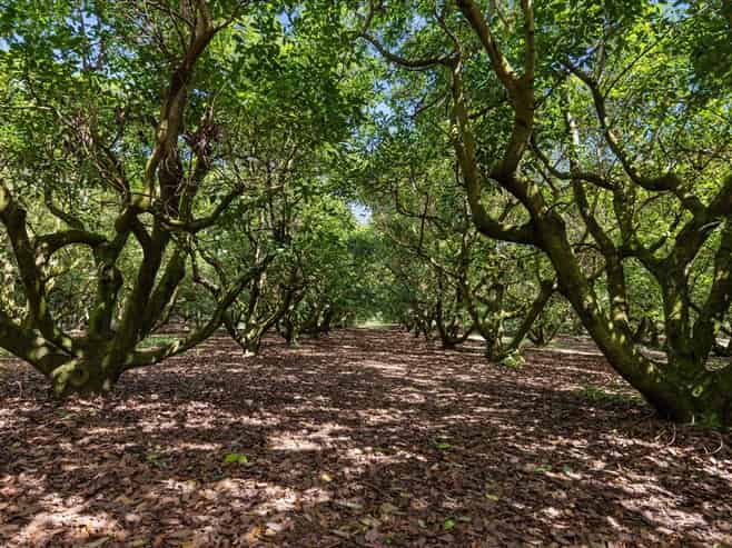 138 Te Puna Road, Te Puna