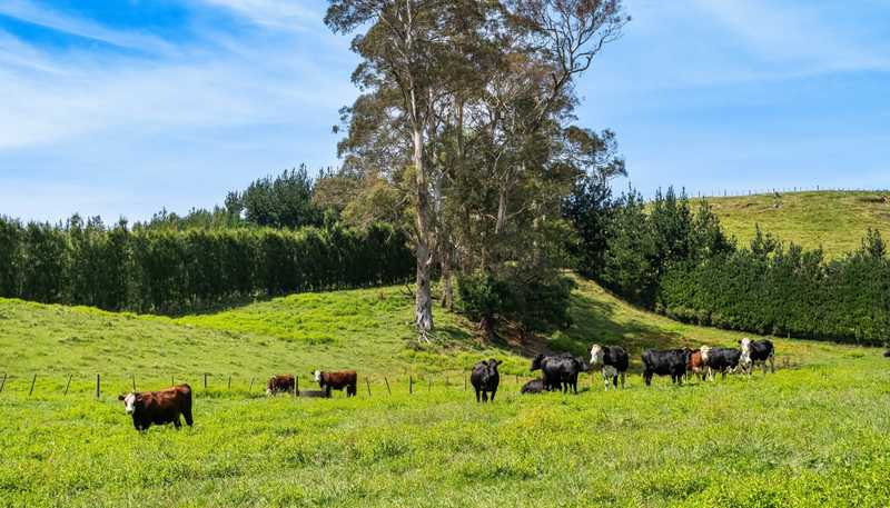 449 Crawford Road, Te Puna