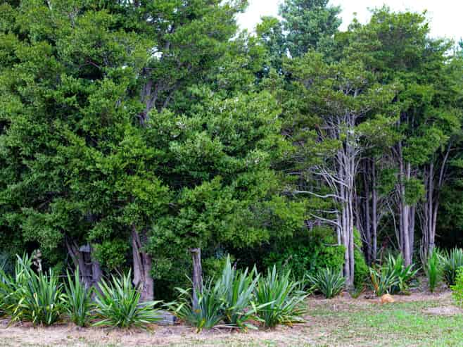 Lots 10-24 54a Redcliffs Road, Kerikeri