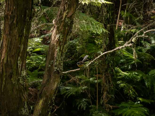 49 Mangotahi Road, THAMES