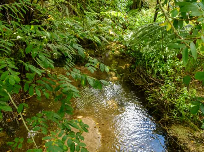 257D Whakamarama Road, Whakamarama