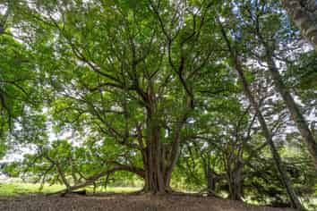 229 Hupara Road, Pakaraka