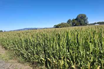  No 1 Road, Springdale