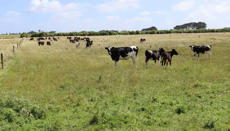 3979 South Road, Opunake