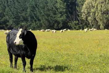 125 Tomogalak Road, Ardlussa