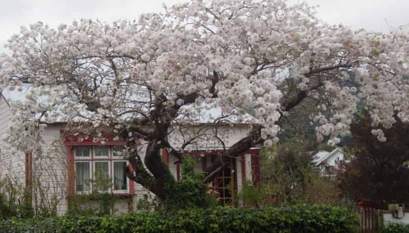 51 Wakefield Street, Featherston