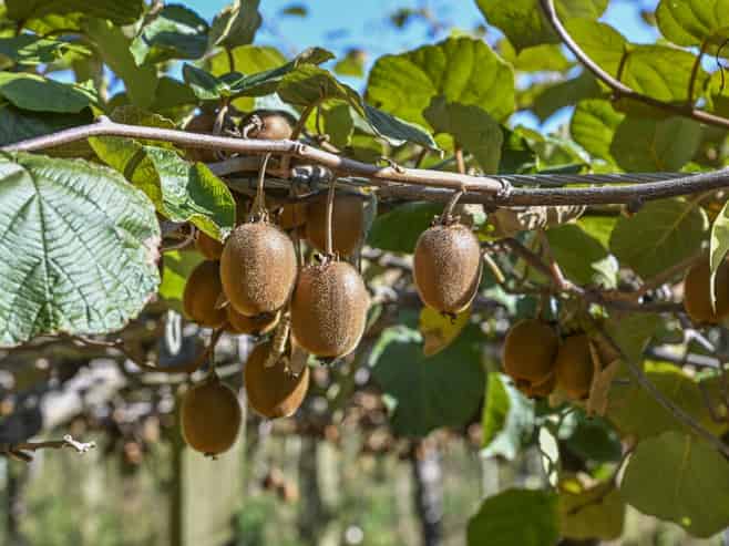 83 Richmond Road, Clive