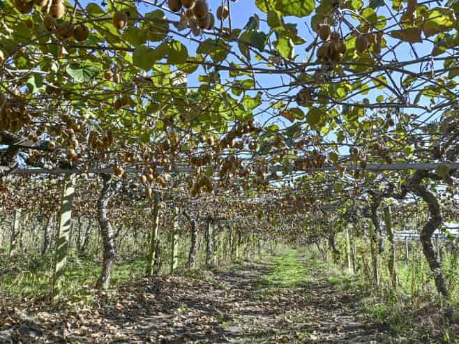 83 Richmond Road, Clive