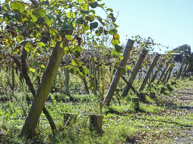 83 Richmond Road, Clive