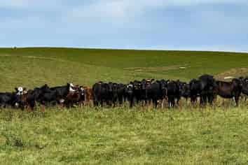 175 Stirling Road, Waikaia