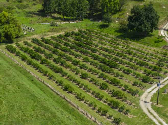 55 Harrington Road, Muriwai