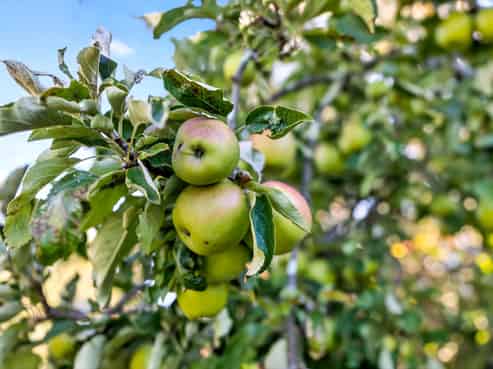 15a & 15b French Street, Martinborough