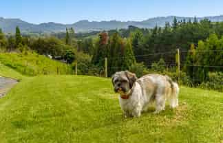 101 Turntable Hill Road, Whakamarama