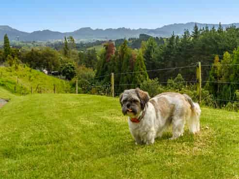 101 Turntable Hill Road, Whakamarama