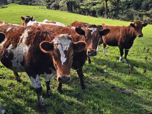 72 Belk Road South, Omanawa