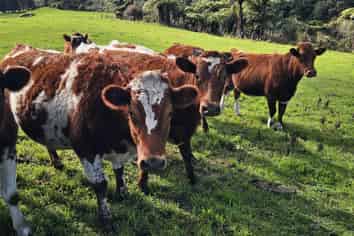 Lot 3, 72 Belk Road South, Omanawa