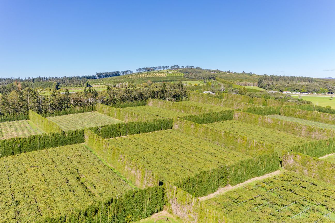 High Return 14.64 can/ha Zespri Sungold Investment - Ansicht 6