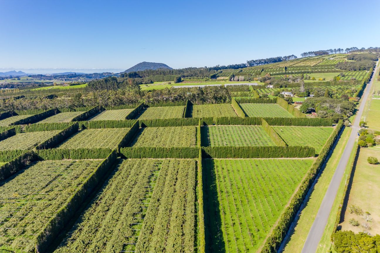 High Return 14.64 can/ha Zespri Sungold Investment - Ansicht 4