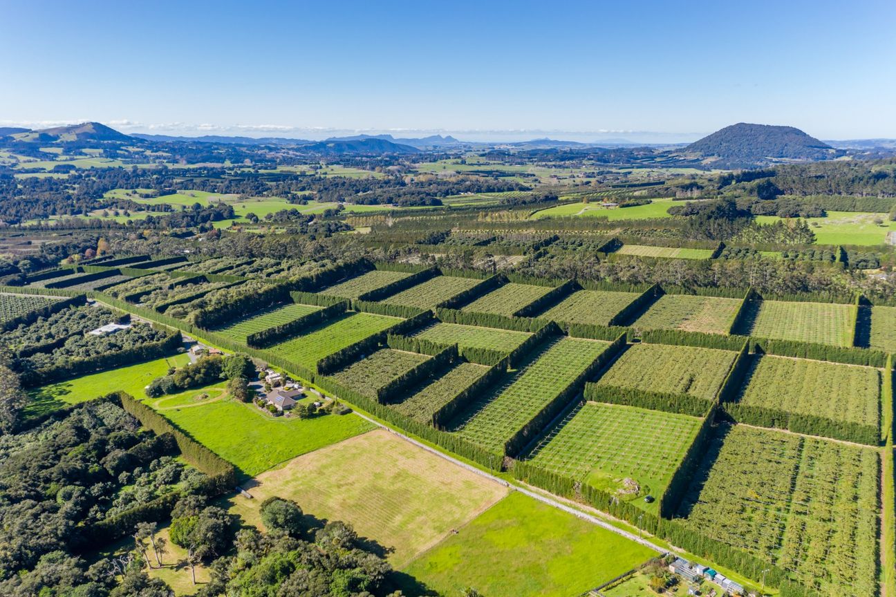 High Return 14.64 can/ha Zespri Sungold Investment - Ansicht 3