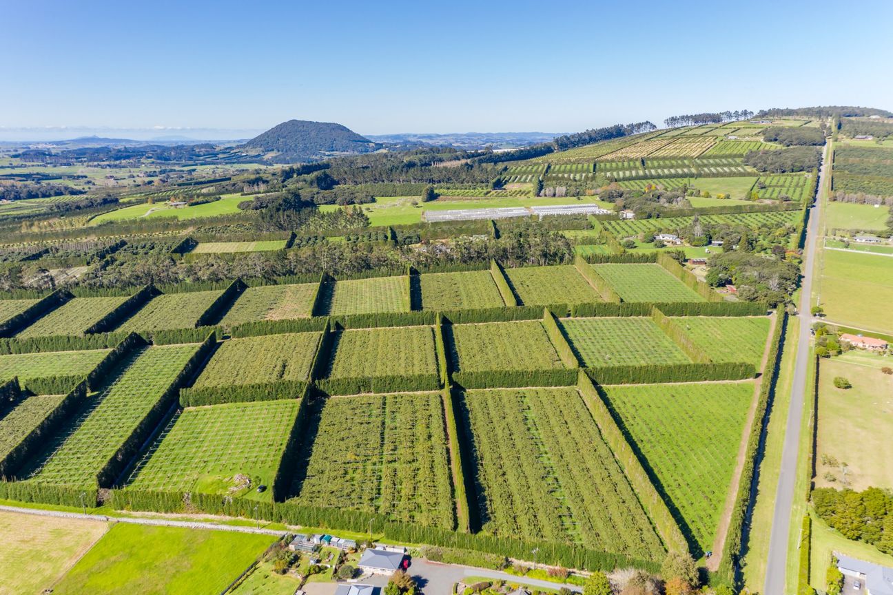 High Return 14.64 can/ha Zespri Sungold Investment - Ansicht 2
