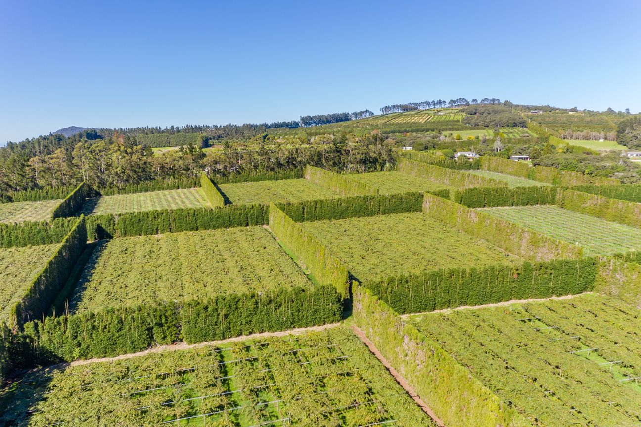 High Return 14.64 can/ha Zespri Sungold Investment - Ansicht 5