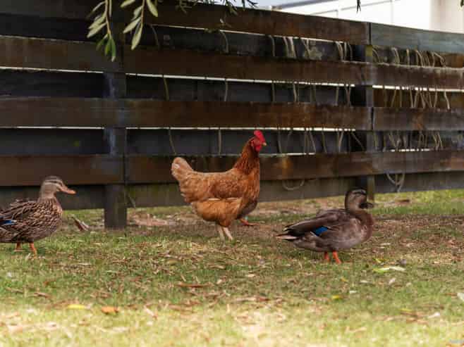 10 Barbary Avenue, Kelston