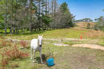 411 Pine Valley Road, Dairy Flat