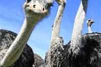 Auckland - Address withheld