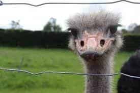 Auckland - Address withheld